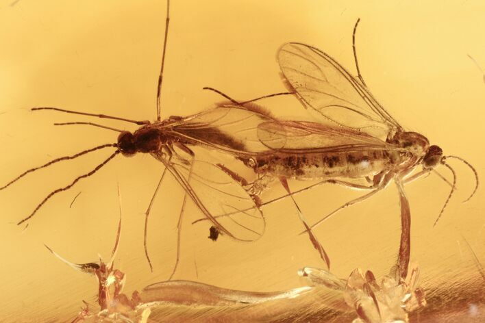 Mating Gnats (Sciaridae) In Baltic Amber #270617